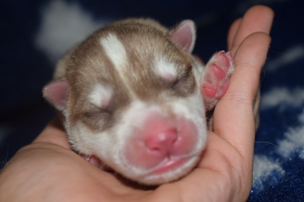 Of Nature Beauty - Chiot disponible  - Siberian Husky