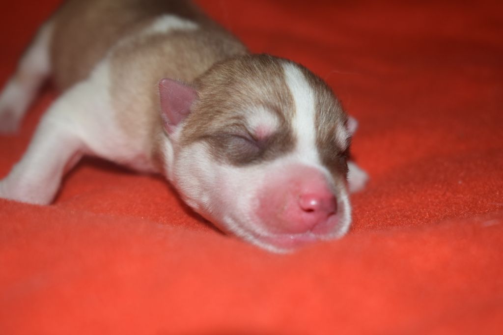 Of Nature Beauty - Chiot disponible  - Siberian Husky