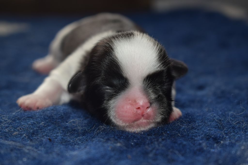 Of Nature Beauty - Chiots disponibles - Shih Tzu