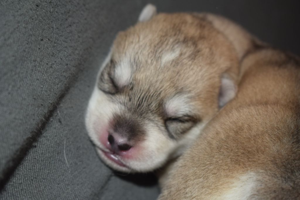 Of Nature Beauty - Chiots disponibles - Siberian Husky